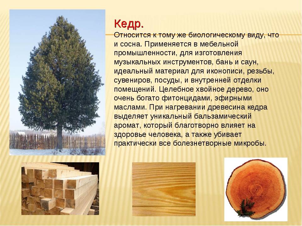 Как выбрать древесину для постройки дома: какая порода лучше