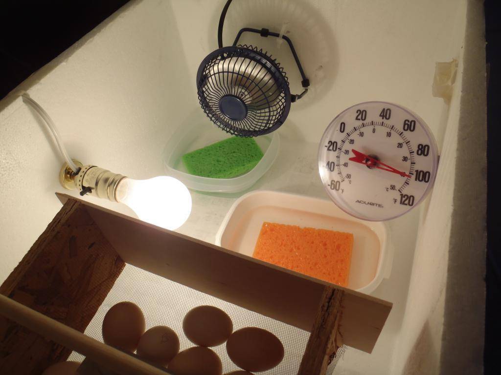 Делаем инкубатор для яиц своими руками. как сделать инкубатор своими руками: пошаговые инструкции