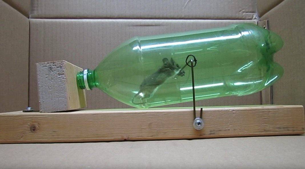 Мышеловки из пластиковых бутылок своими руками в домашних условиях: особенности изготовления ловушек