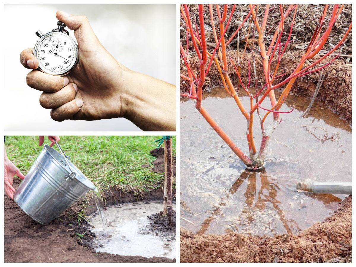 Предзимний влагозарядный полив – нужно ли поливать деревья, если осенью шли дожди?